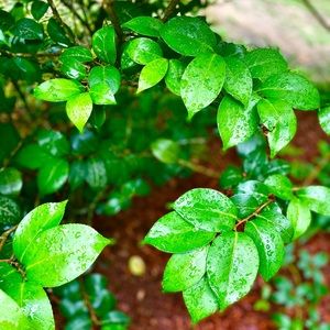 Meet your Posher, Charlotte